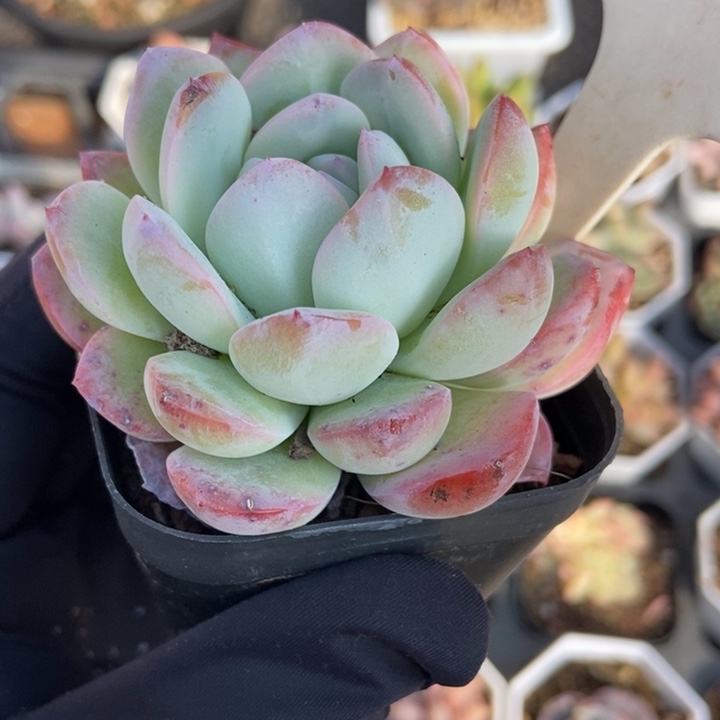 920冰岛多肉植物保护