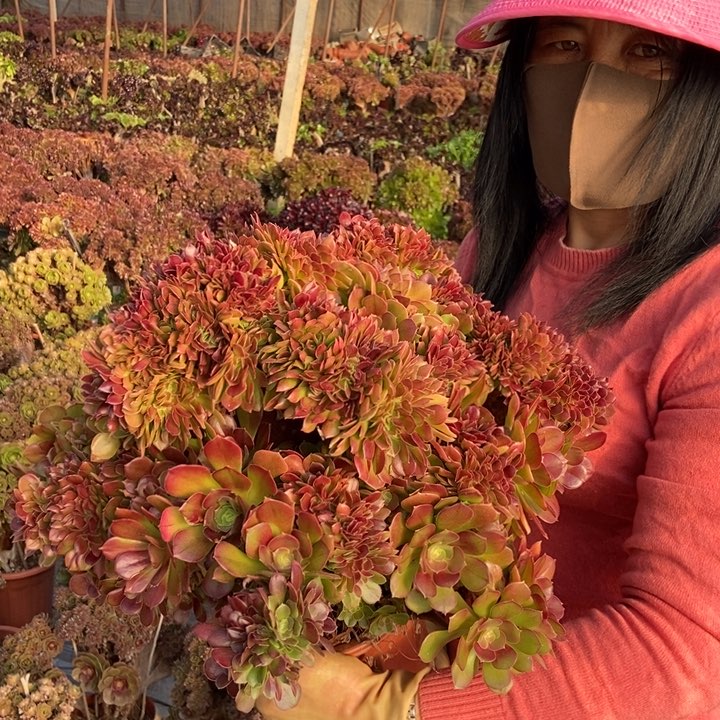 912玫瑰缀化老桩