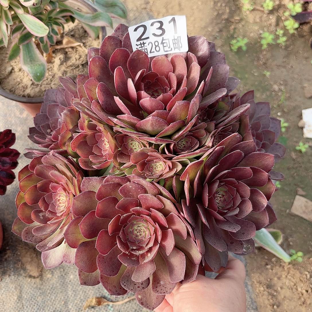 X. 231红魔多肉111