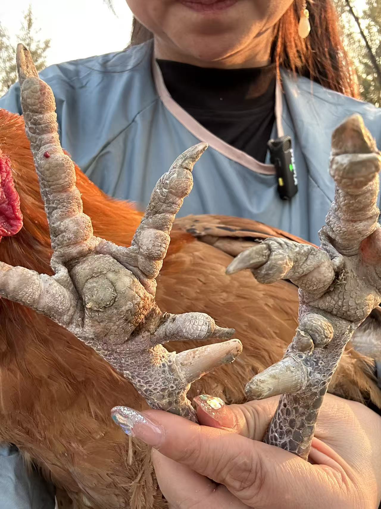 散养溜达鸡（一年半以上脚蹬2-3公分）