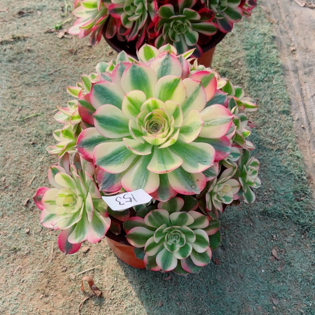 153荔枝法师多肉植物