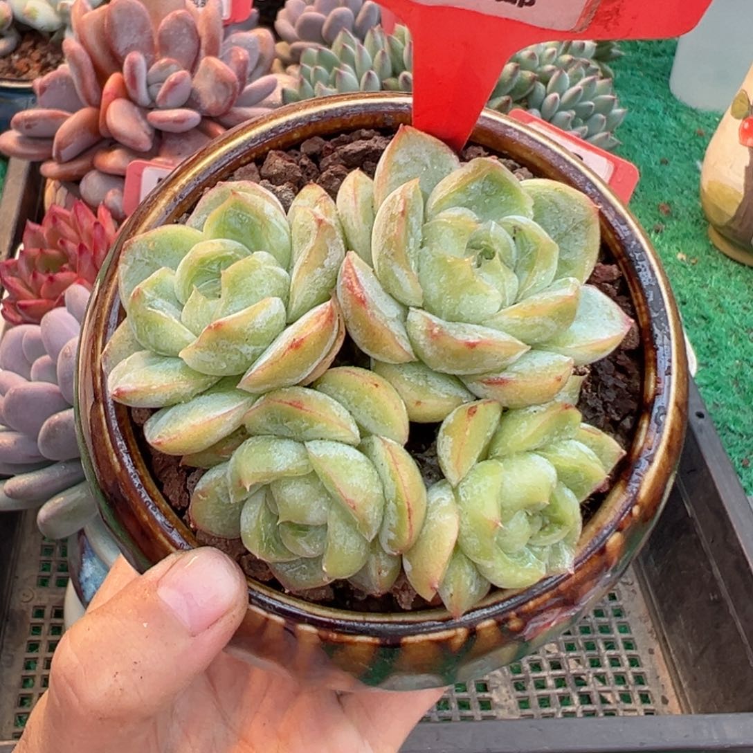 表妹精品多肉植物209.