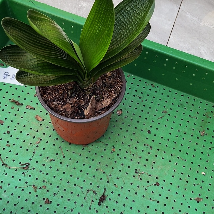 完全开放油麻短叶