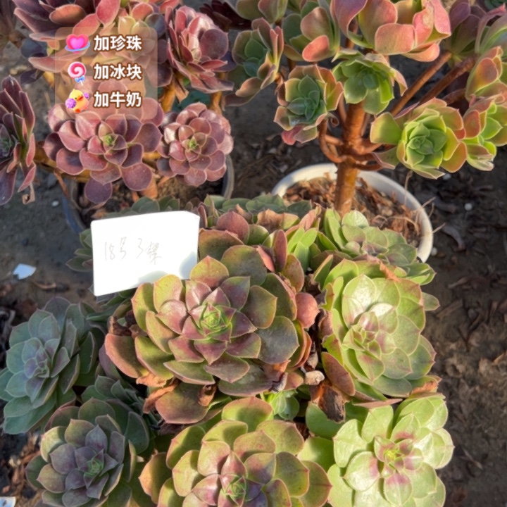 善***己18号3颗，多肉植物，不包断头