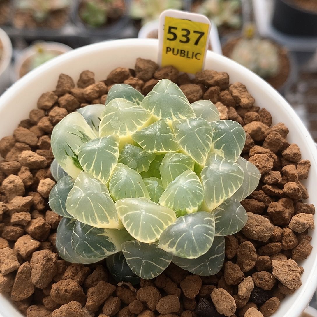 红陶537号糊斑实生玉露锦一物一拍