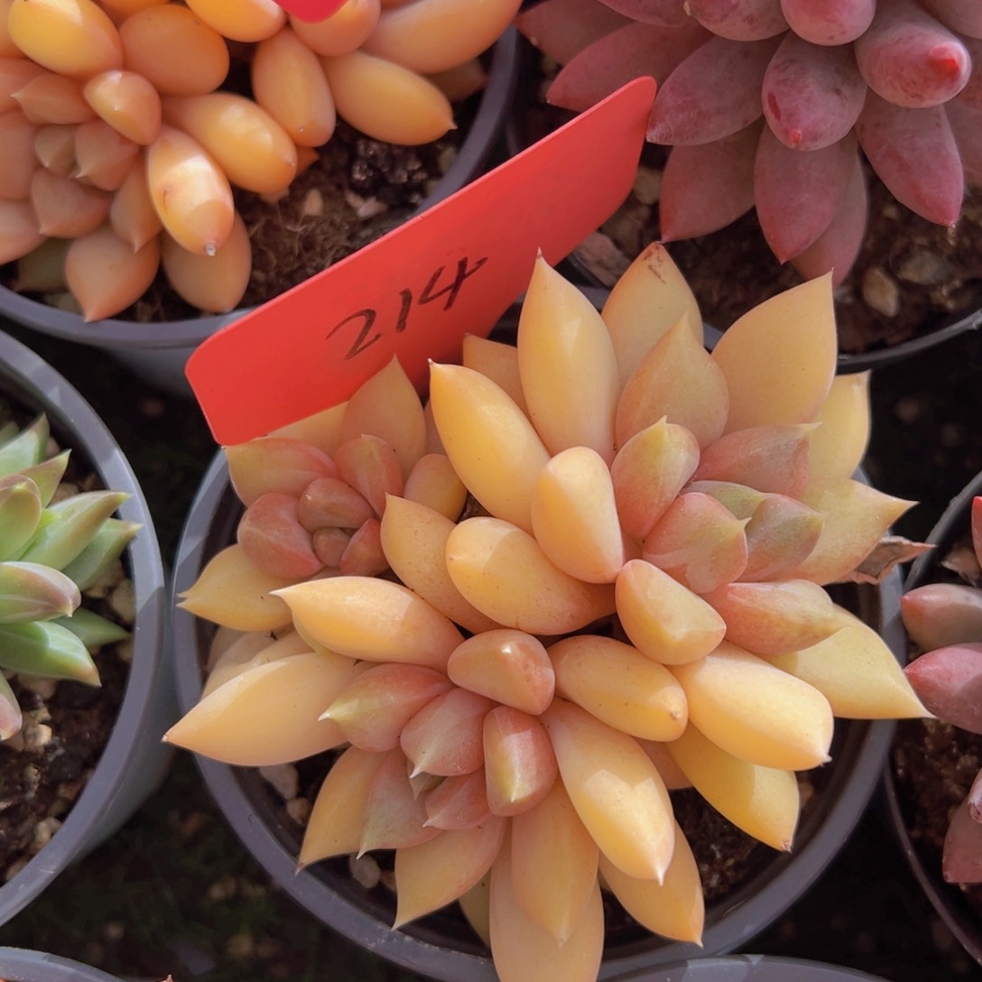 香玉的故事是一个人的