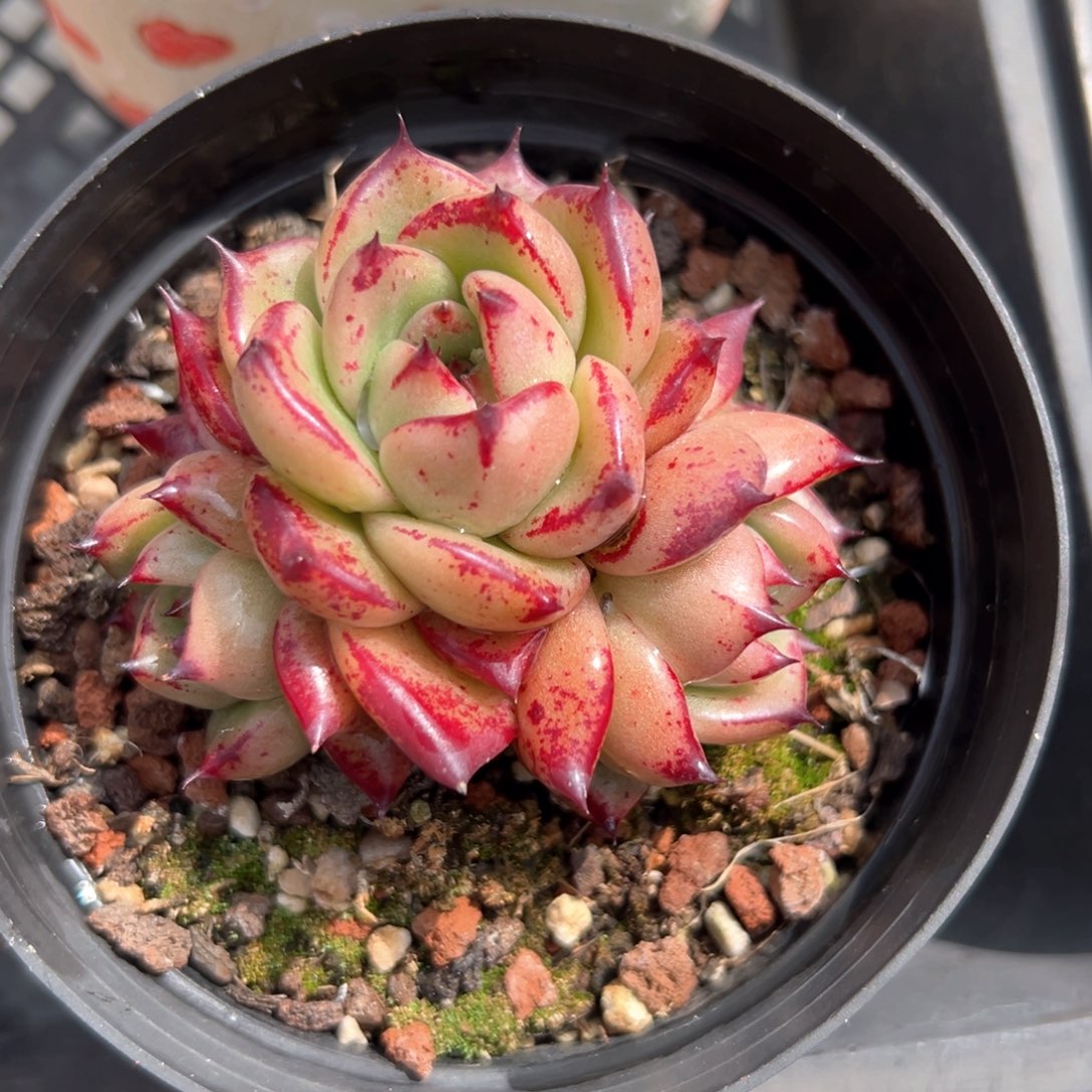 红钻东云（满38包邮）多肉