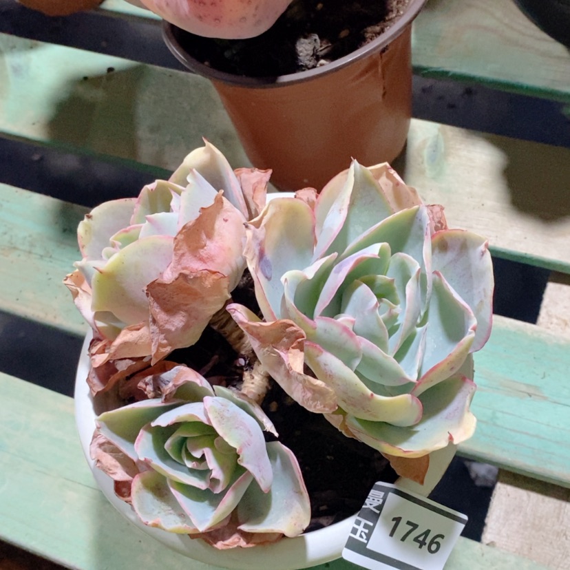 【闪购商品】达芬奇密码1746