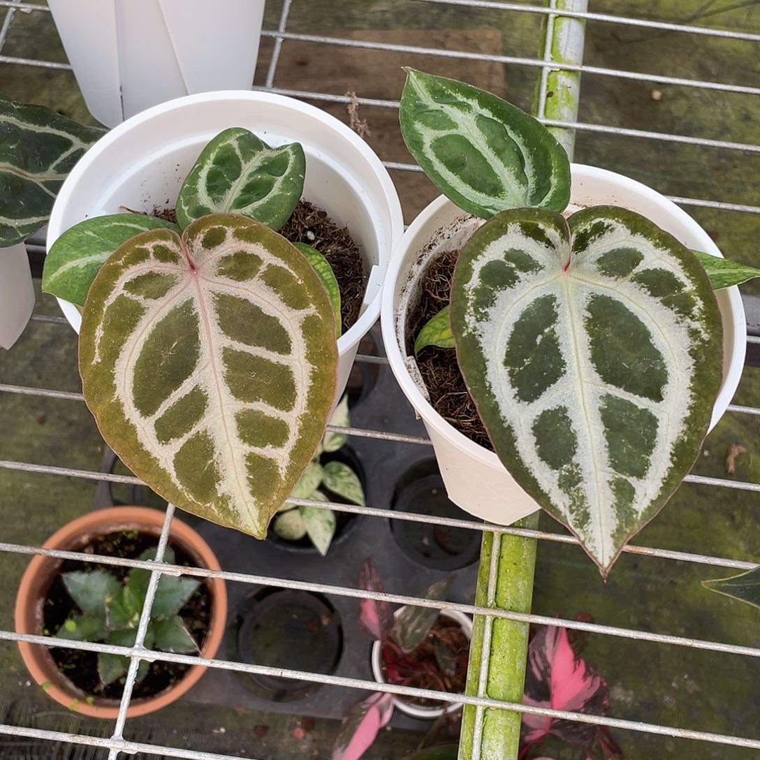 完全开放梦想家1111111