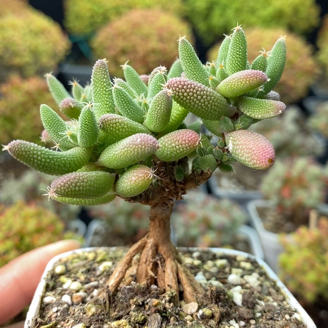 1863实生玉米 。     