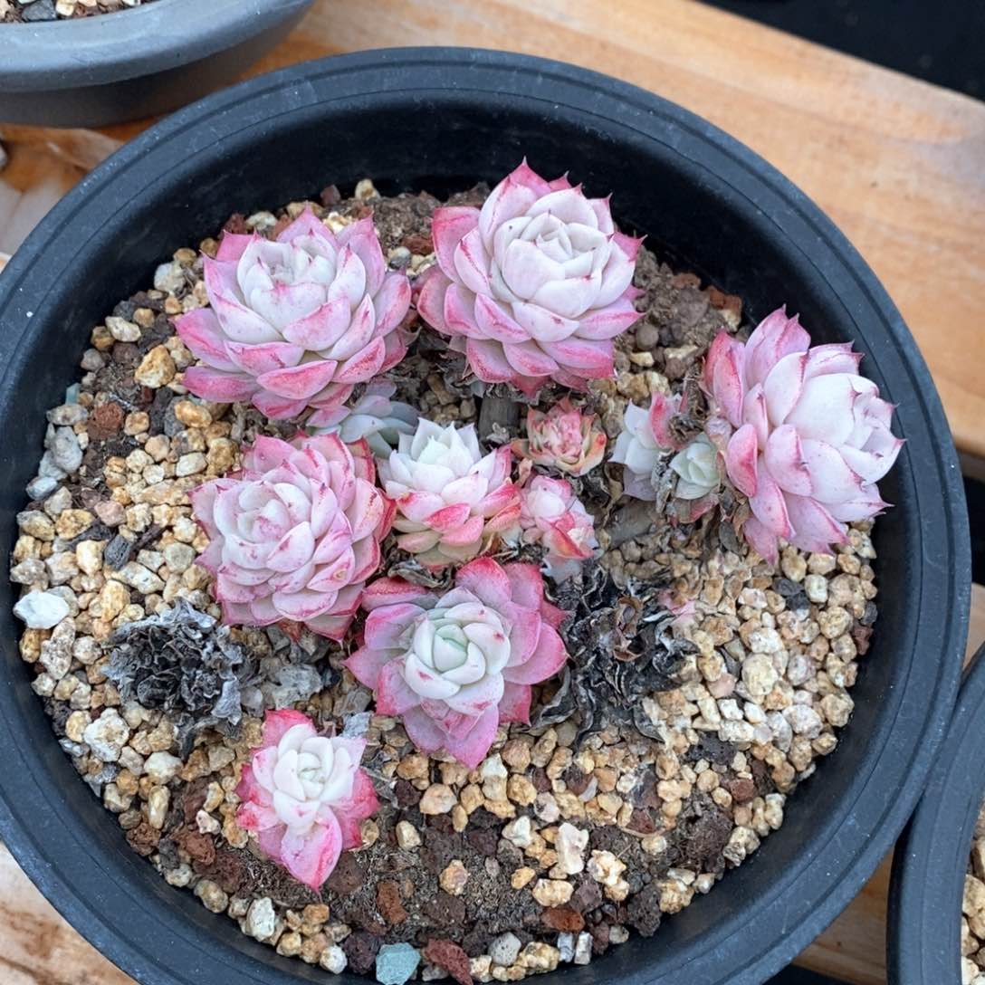 精品多肉一物一拍不包整179