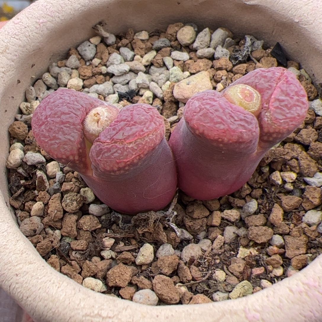 0199号日本源株 多肉植物