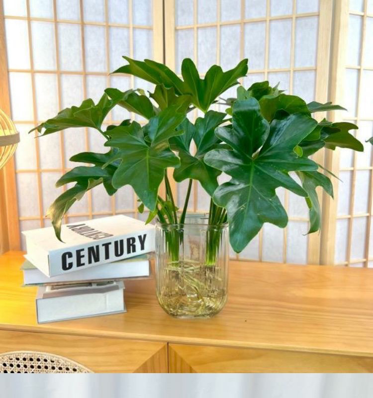 水培春羽四季常青室内办公区盆栽水培植物小天使好养活