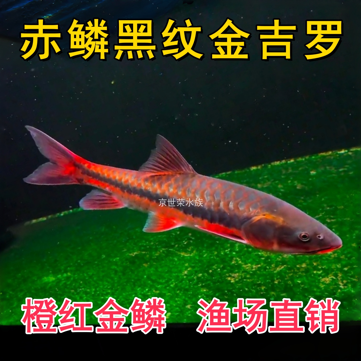缅甸赤鳞黑纹金吉罗鱼稀有新光唇金色系原生进口淡水冷观赏鱼活体