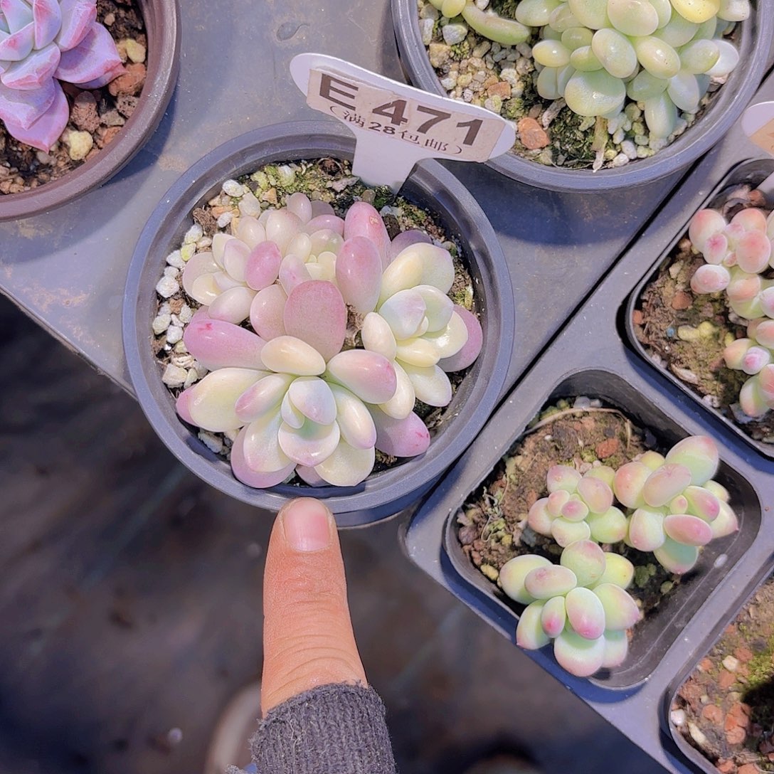 E471洛神锦一物一拍