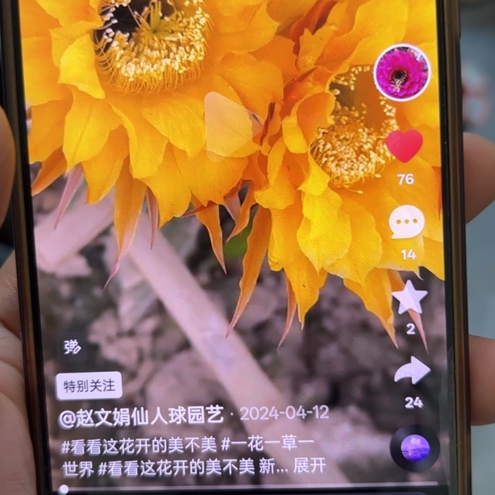 仙人球彩草歪cc144