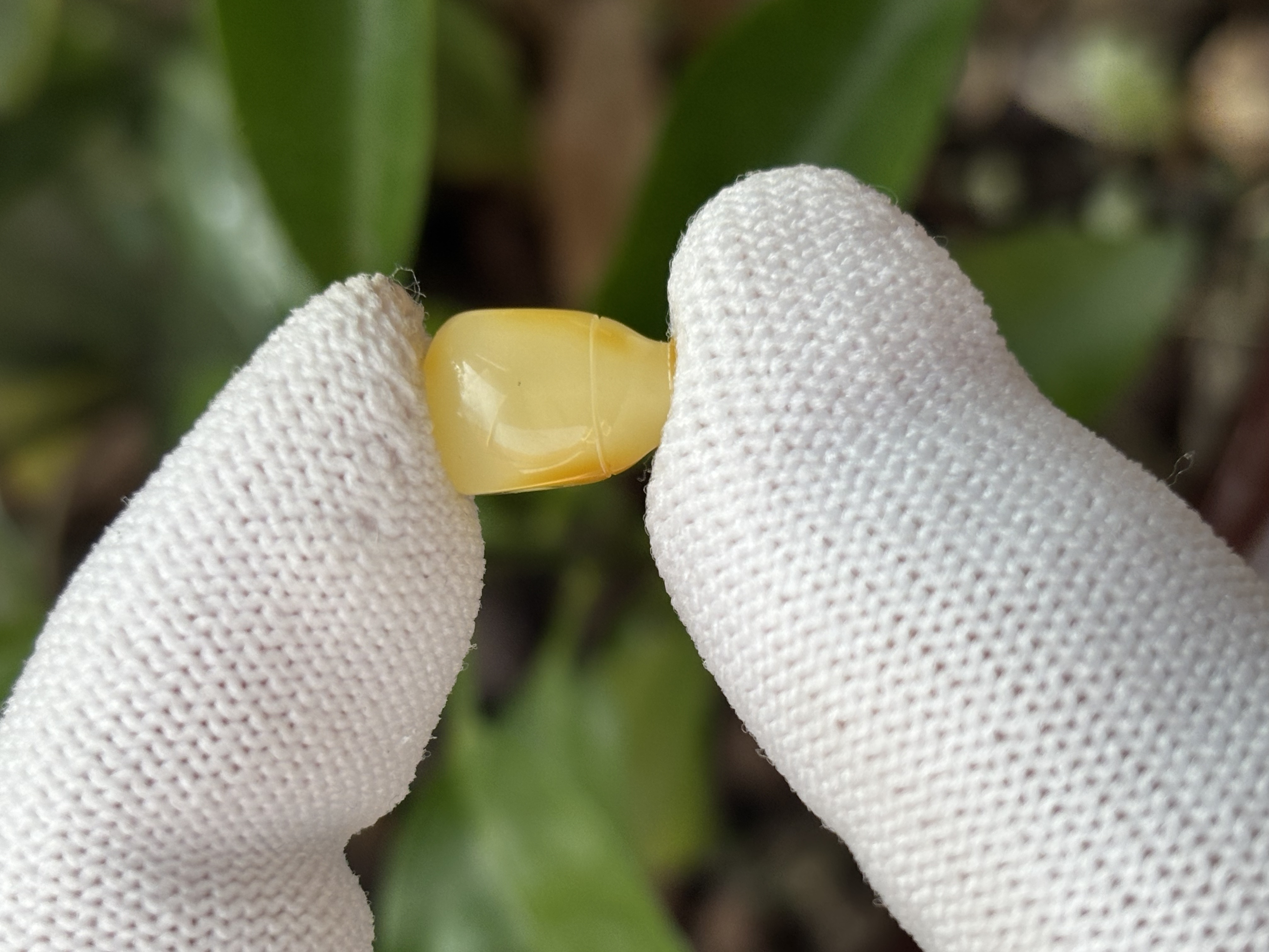 4521天然蜜蜡琥珀三通配饰8.1x8x12.4mm