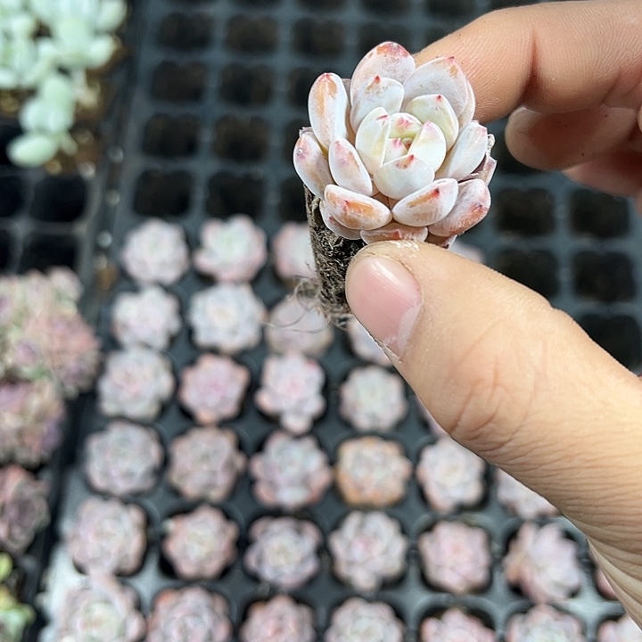 橙梦露 满10颗包邮