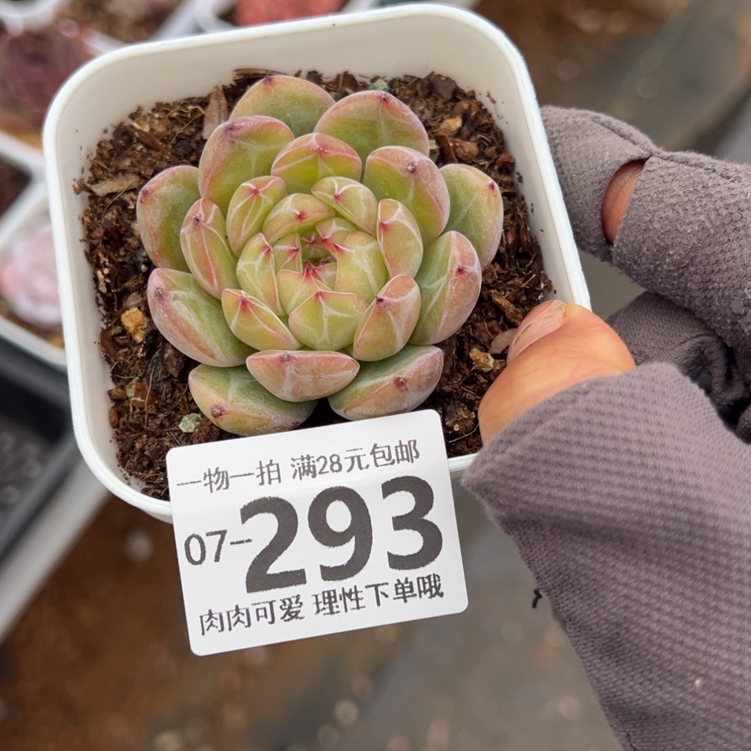 雪花珍妮多肉多肉多