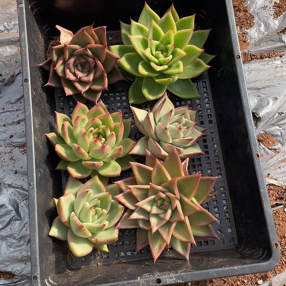 若如东云单拍E683