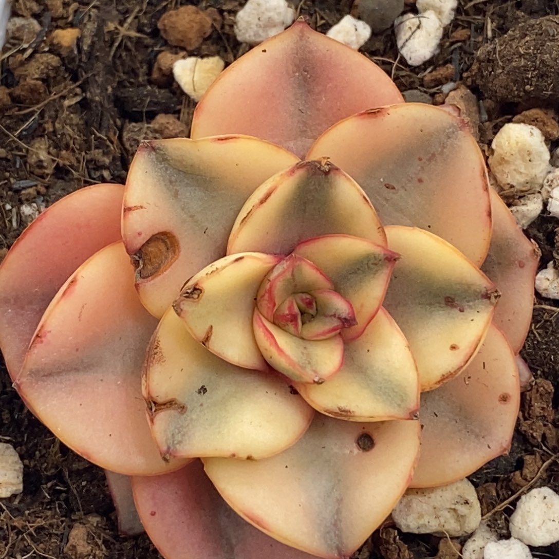 859麒麟座锦单头带侧芽有根