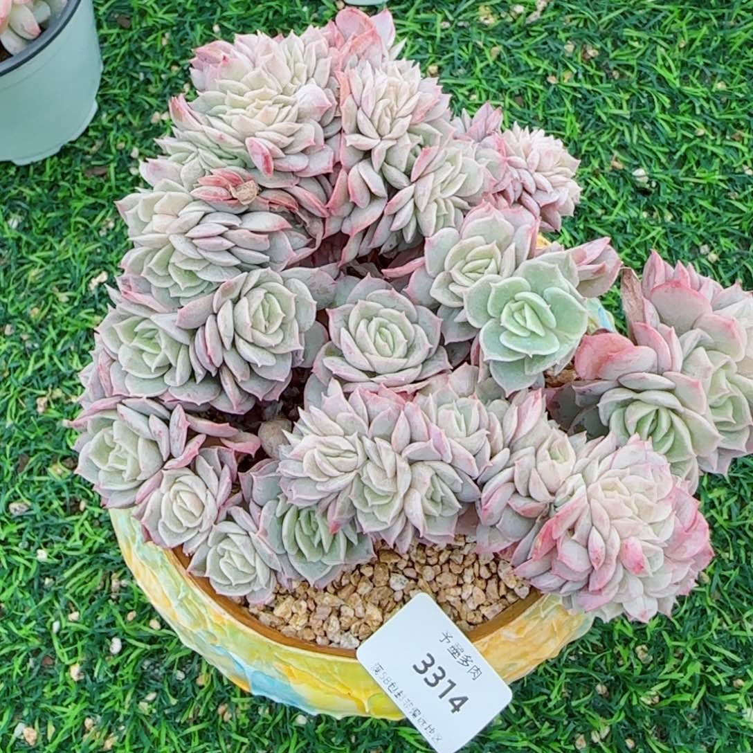 昂缀，3314多肉植物