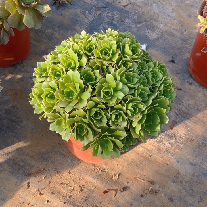 多肉绿杨蓉朵朵如图