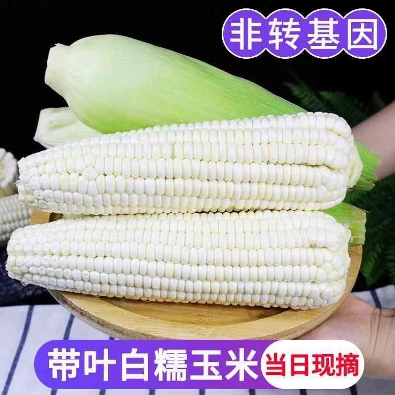 【现摘现发】新鲜白糯玉米牛奶白嫩软糯香甜带青叶发货