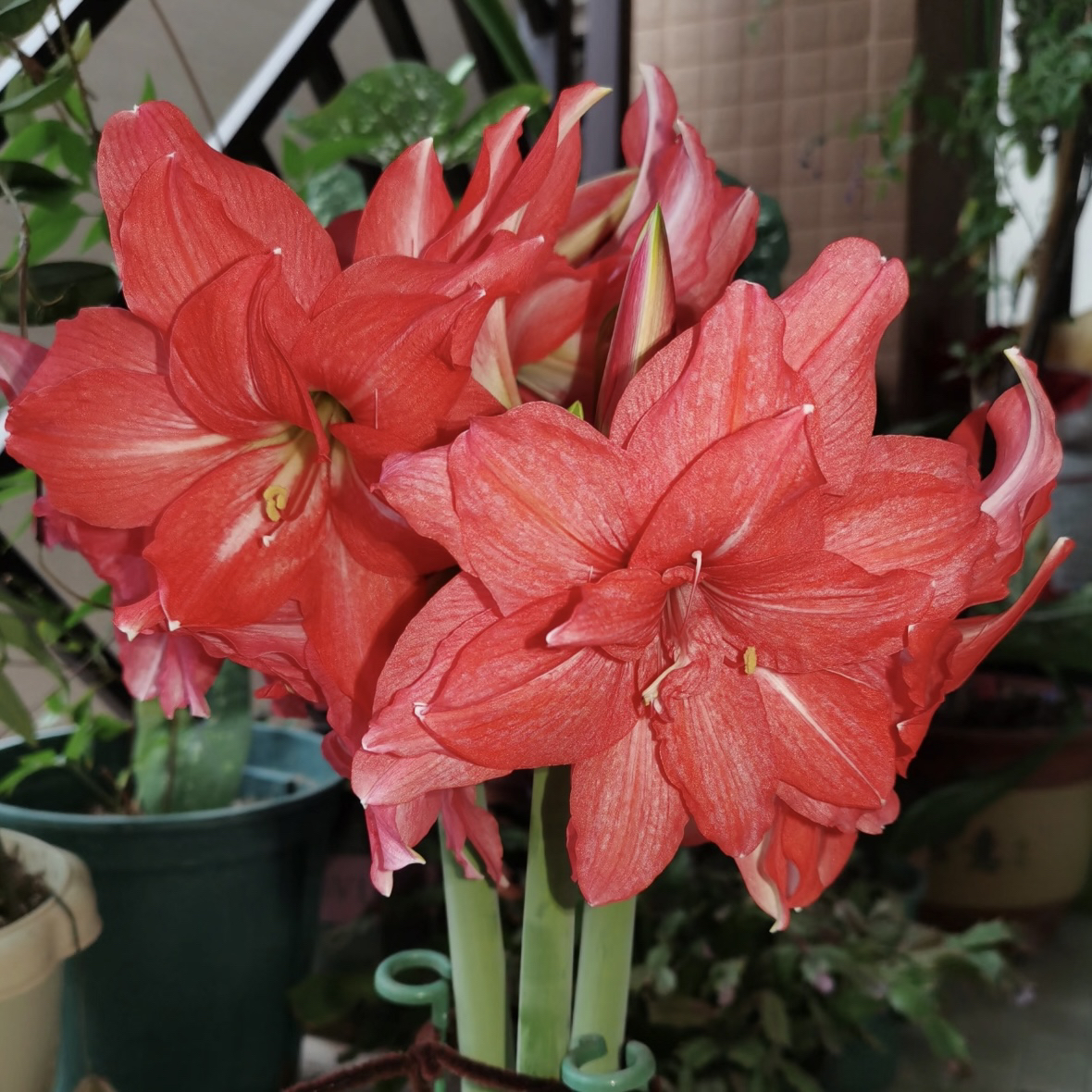 荷兰进口朱顶红【芭蕾舞女】种球重瓣大花盆栽地栽新手易养护爆花强