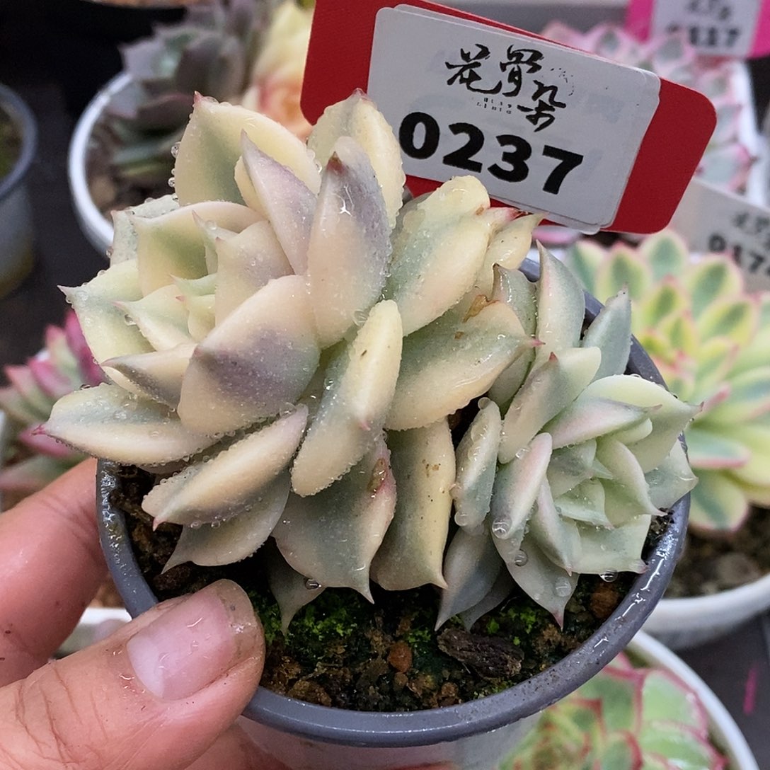 237贝加尔湖哈哈哈哈哈