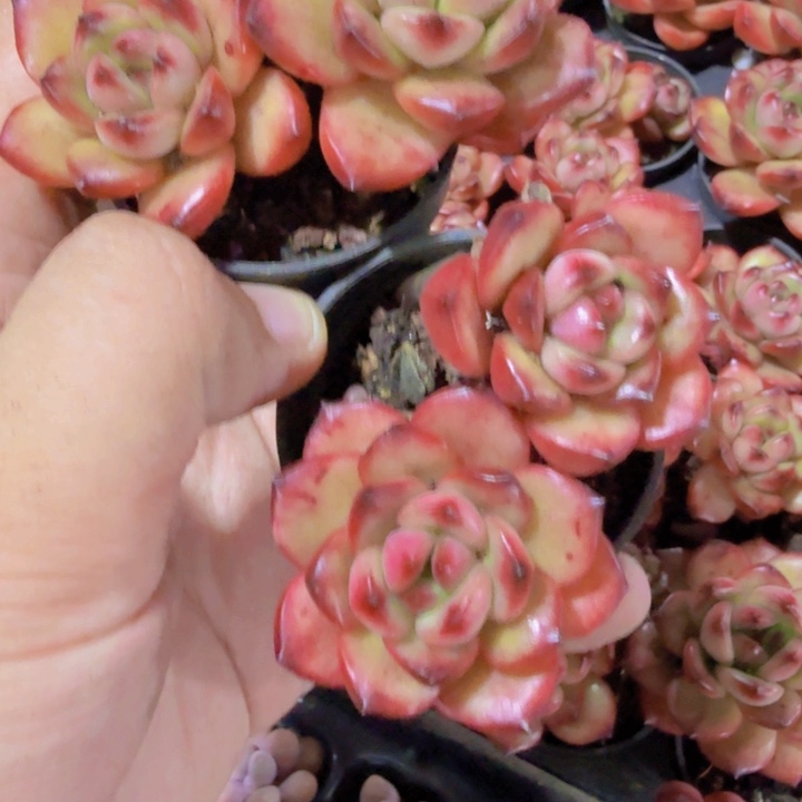 韩版tm双头一颗五厘米