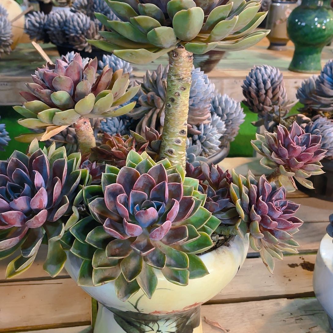 涅***生去东来壹二八包邮