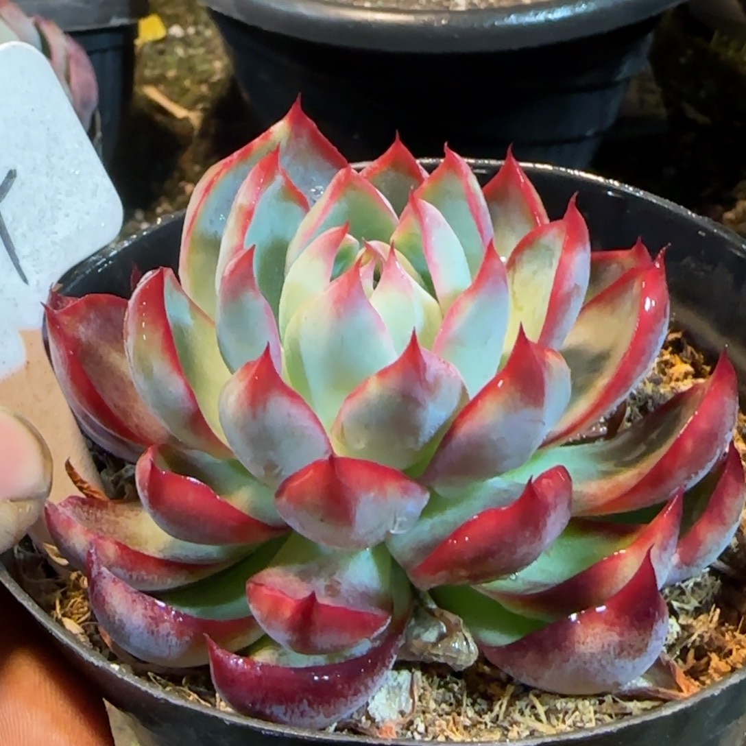 细叶火焰惊鸿一物一拍包装收缩花旱124