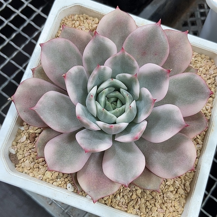 粉艾丽锦多肉植物