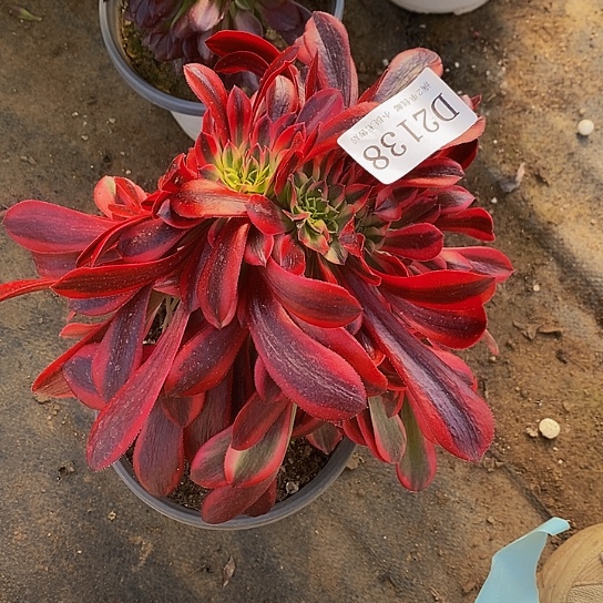 2138美杜莎缀化板子微瑕疵