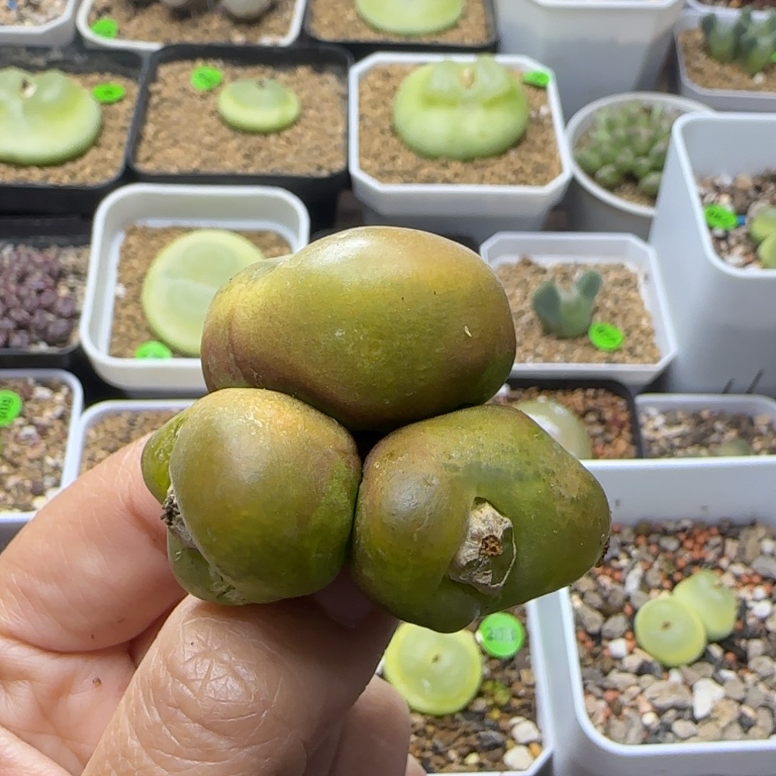 柿饼3头（多肉植物