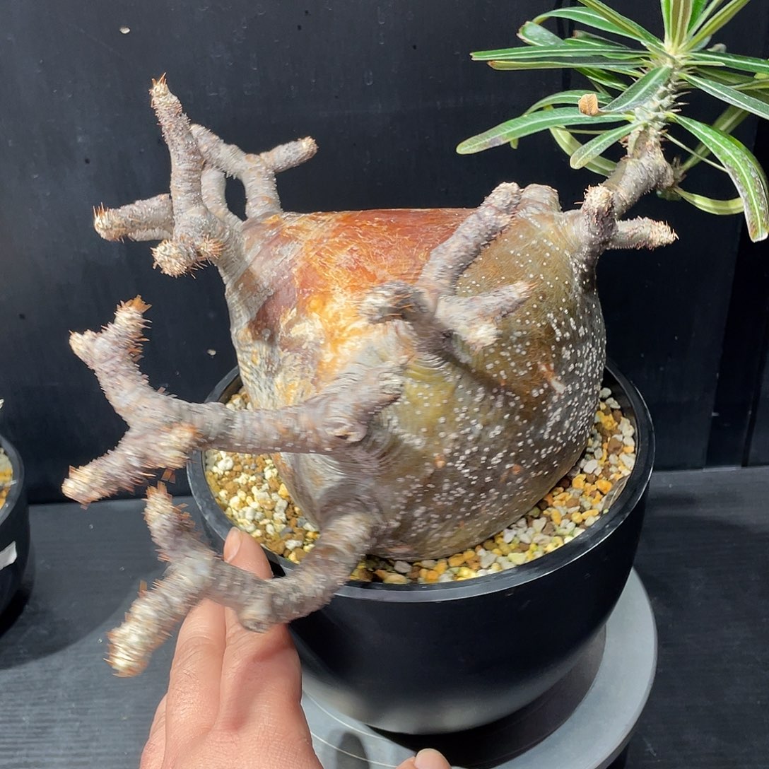 象牙宫带盆包邮发