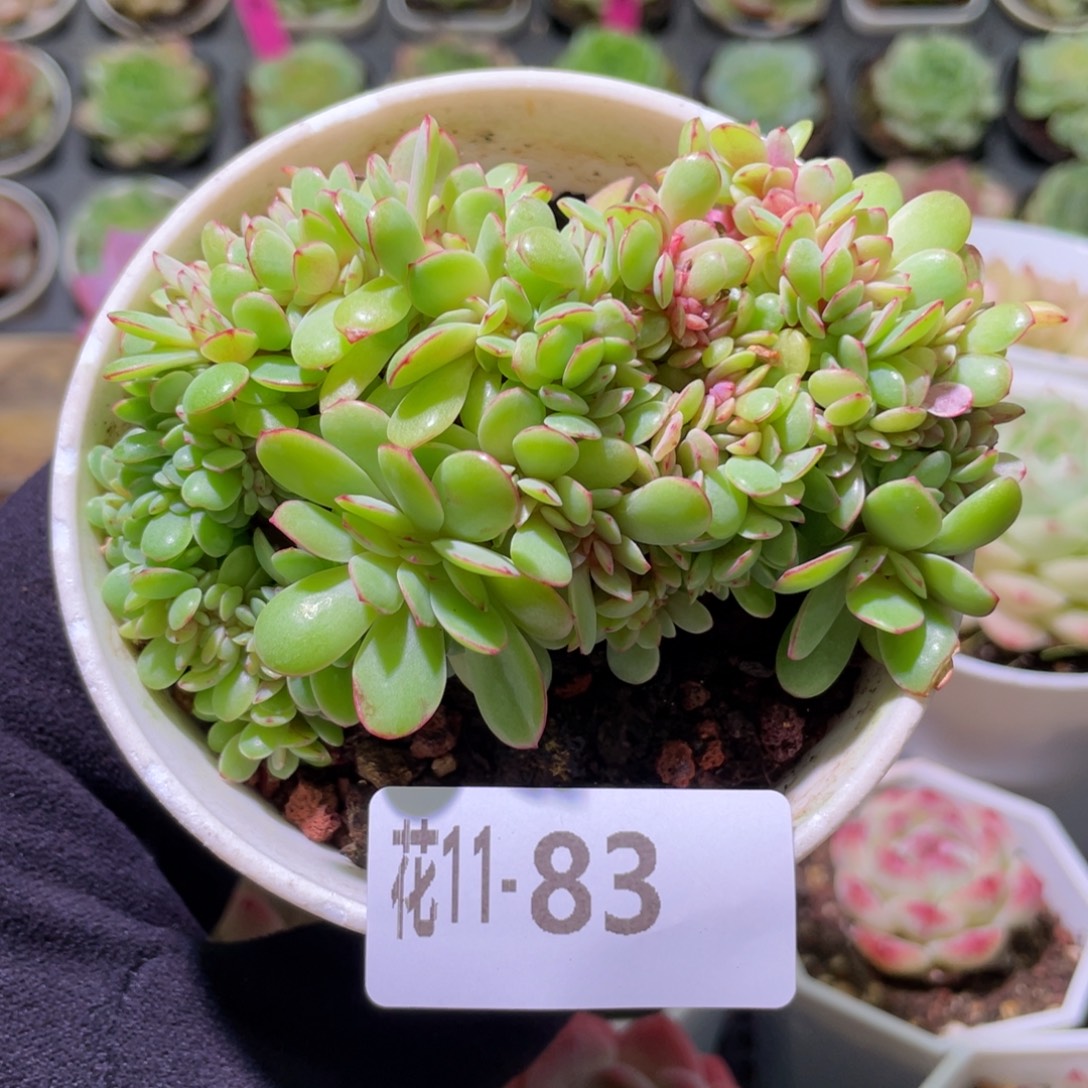花利美11-83春桃缀化
