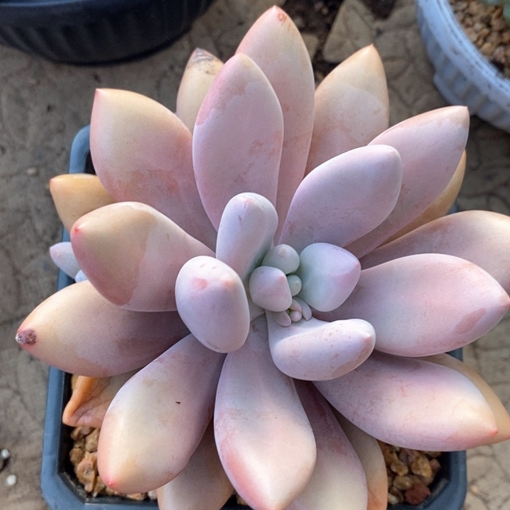 暗*我是真的很喜欢