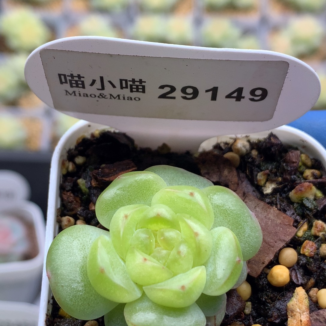 多肉植物杂交珍妮