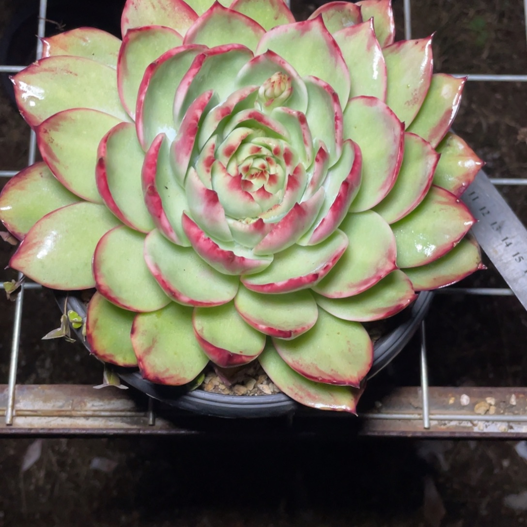 ****️惊鸿仙子一物一拍