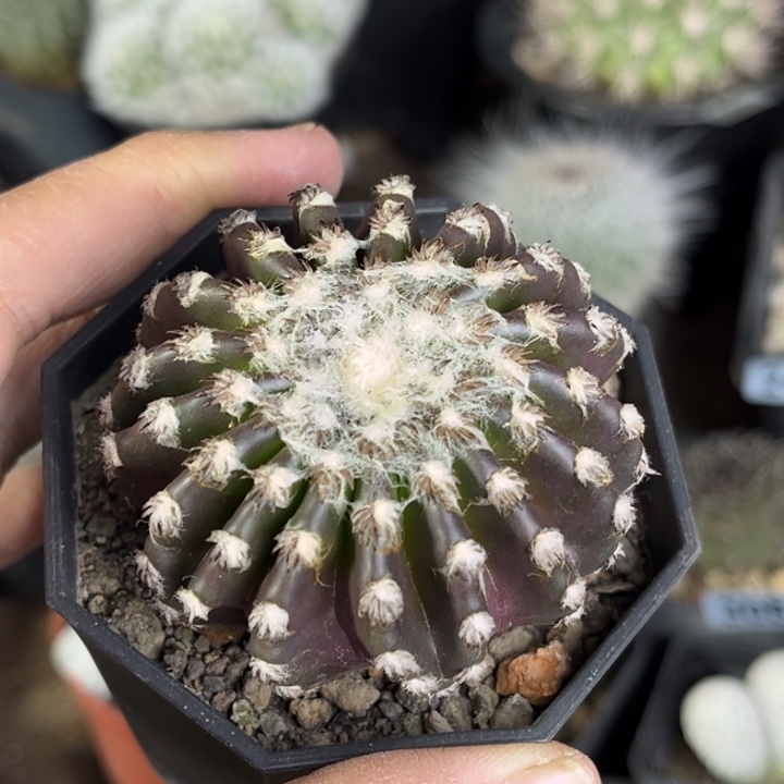 仙人球一物一拍实生