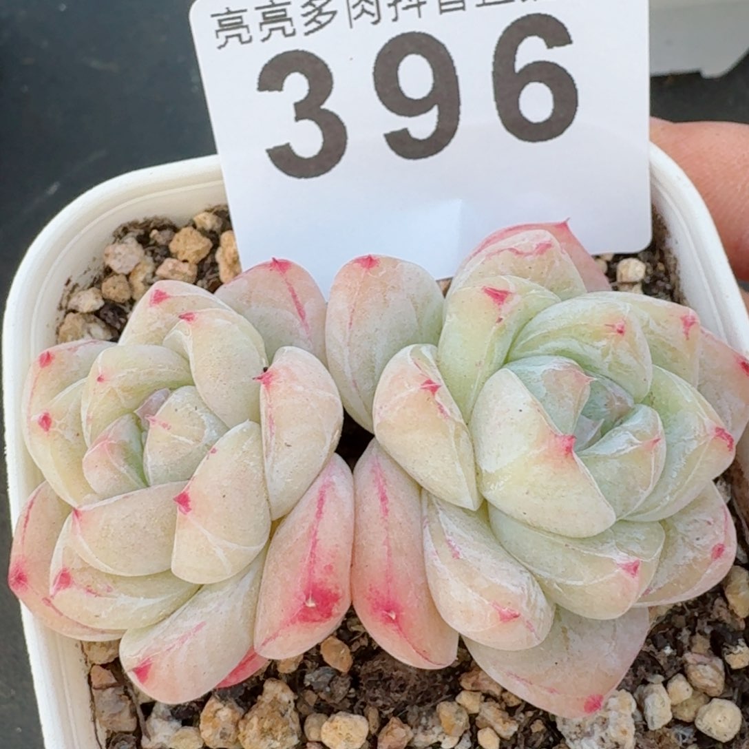 白泽         精品多肉