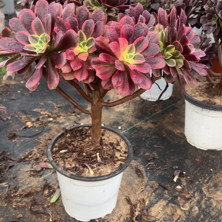 689金丝雀两单包邮。        