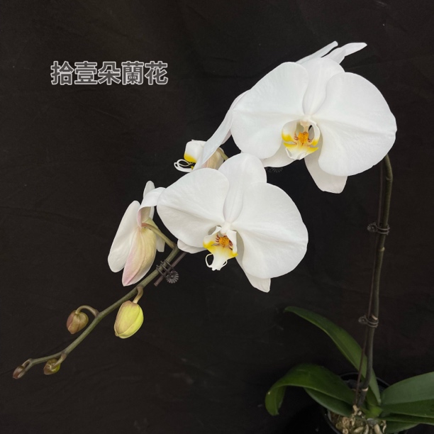 蝴蝶兰（大白V3)3寸开花株