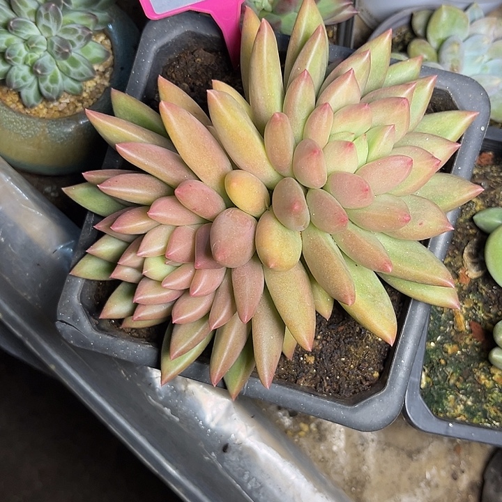 多肉植物植物米其林229