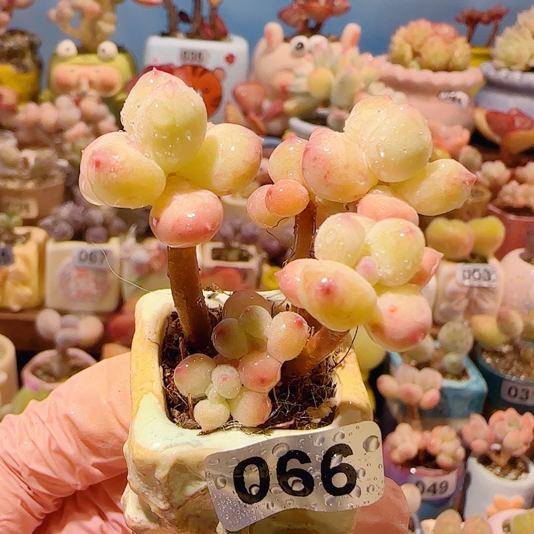 T仙女彩虹奶盆口2.5cm