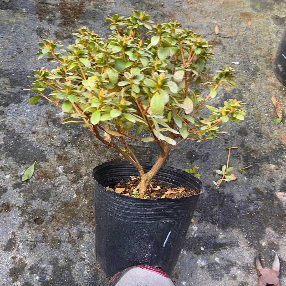 小***花完全开放深山满月