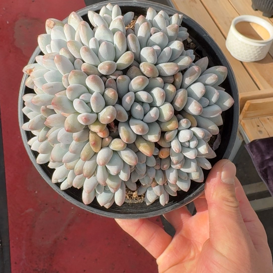 16厘米的尺寸一物一拍的