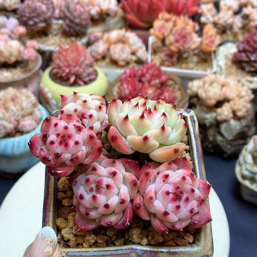 【闪购商品】吉娃娃